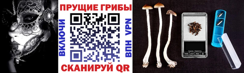 Купить где  Геленджик  Псилоцибиновые грибы GOLDEN TEACHER 